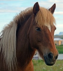 Icelandic horse, Blonduos, Iceland