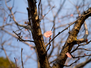 Little cherry blossom in spring