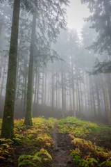 Obraz premium Foreste Casentinesi National Park, Badia Prataglia, Tuscany, Italy, Europe. Green and yellow wet leaves in the wood.