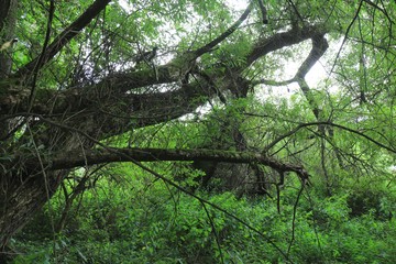 Countryside along River Berounka, central Bohemia, Czech Republic