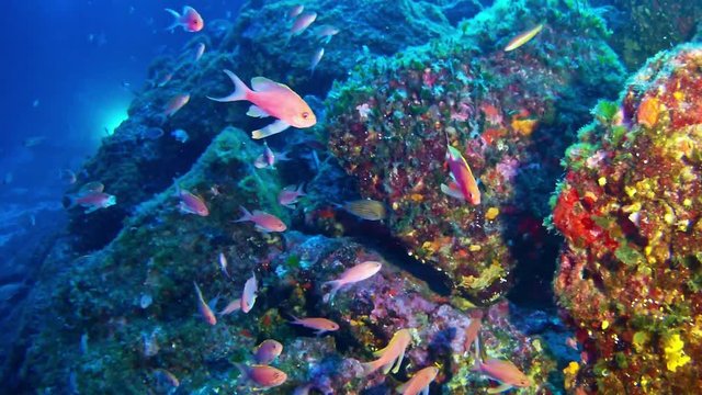 Deep scuba diving in Majorca Spain - Anthias fishes in a colurfull reef