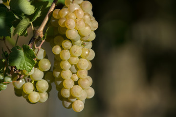 Weintrauben und Weinreben