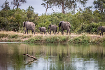 Obraz premium A herd of Elephants walking on the road.