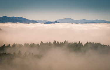 Fototapeta na wymiar Fog cover the forest.