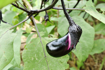 家庭菜園のナス