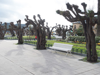 trees