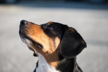 concentrated and attentive dog (Entlebucher Sennenhund) with urban background