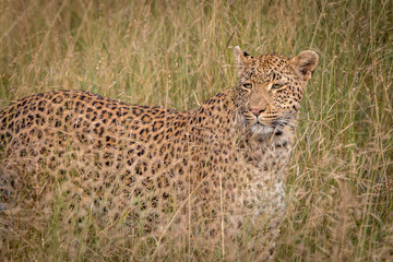 A Leopard walking in the grass.