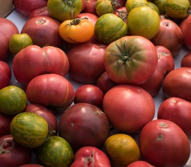 Pile of colorful heirloom tomatoes freshly picked