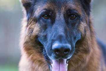 Close up of red and black German Shepherd