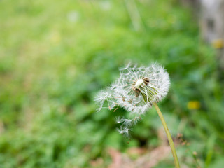 Dandelion was blown away in the wind