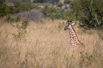 A Giraffe relaxing in the grass.