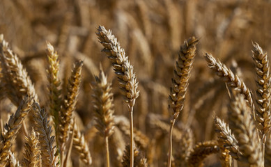 Grain wheat growing.