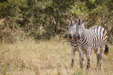 Two Zebras bonding in the grass.