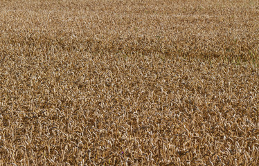 Grain wheat growing.