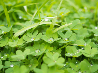 Clovers with rain drops in a peaceful morning