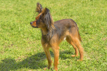 Fototapeta premium Papillon Dog close-up