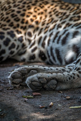 Close up of the two paws of a Leopard.