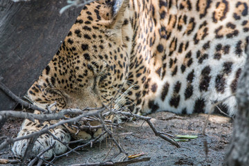 A male Leopard sleeping behind a tree.