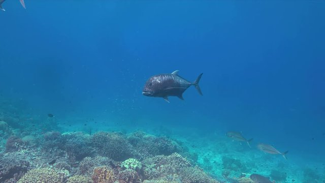Giant Trevallies on a coral reef. 4k footage