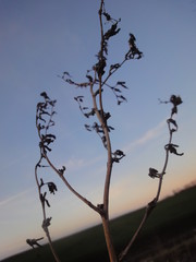 Dorender Baum