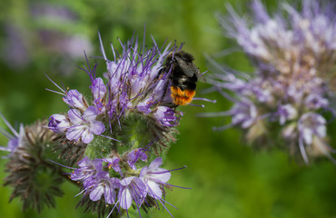 Bumblebee on flower.