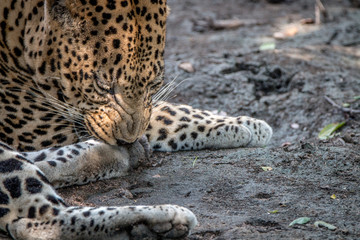 Fototapeta na wymiar A male Leopard scratching his leg.