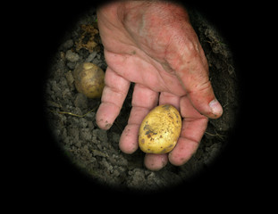 Potatoes in male hand.