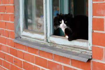 Black cat looking outside old wood window.