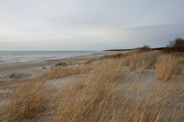 Baltic sea coastline with reeds.