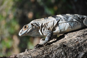 Iguane grimpant