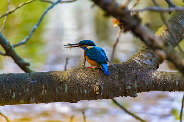 It is a kingfisher who captured the shrimp.The background is a pond. The shooting place is Kamakura city Kanagawa prefecture Japan.