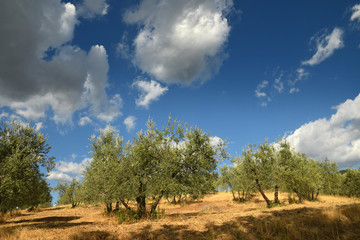 Beautiful Olive Trees with Blue Cloudy Sky. Summer Season, Tuscany. Italy.