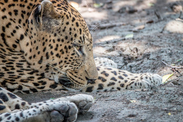 Close up of a male Leopard relaxing.