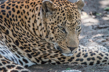Close up of a male Leopard relaxing.