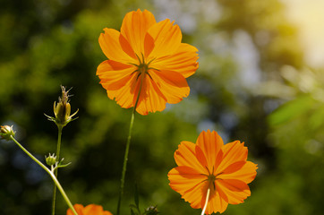 Orange flowers cosmos bloom beautiful to the morning light.