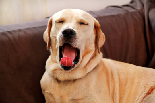 Dog is resting at home. Yellow labrador retriever dog laying in the bed. A beautiful dog enjoys on bed, in the living room. Lovely dog, cute doggy, pretty, pet, domestic animal, living room with pets.