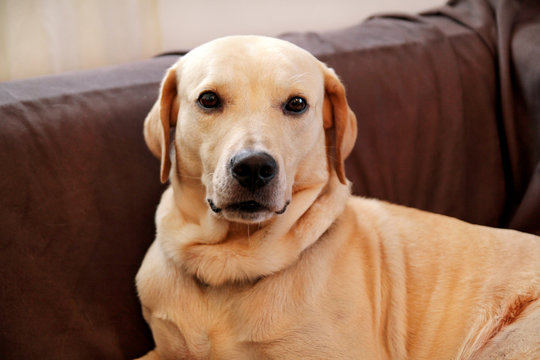 Dog is resting at home. Yellow labrador retriever dog laying in the bed. A beautiful dog enjoys on bed, in the living room. Lovely dog, cute doggy, pretty, pet, domestic animal, living room with pets.