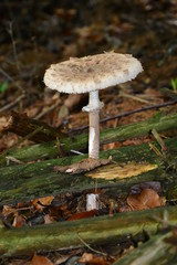 Macrolepiota procera