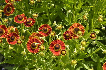 Beautiful, tall flowers like orange and red daisies