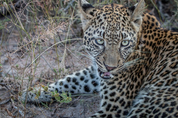 Close up of a young female Leopard.