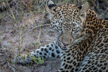Fototapeta na wymiar Close up of a young female Leopard.