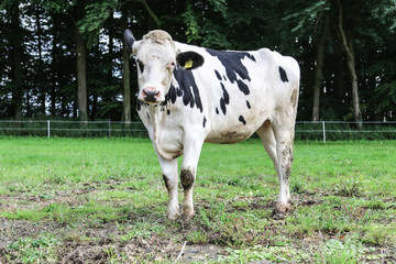 Obraz premium Happy Cows - glückliche Kühe