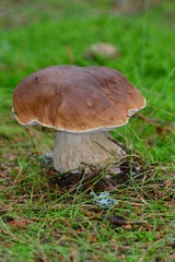Boletus