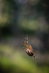 web host