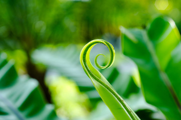 Fern leaf in the garden