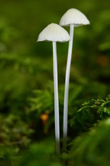 Small Mushroom