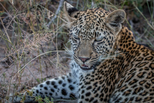 Close up of a young female Leopard.