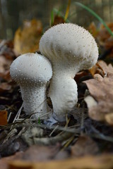 Lycoperdon perlatum