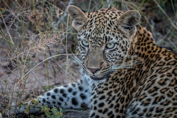 Naklejka na ściany i meble Close up of a young female Leopard.